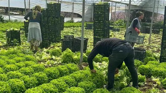 Kıvırcık marul pazarı