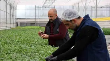 Jeotermal sera içinde yetişen çiçekler