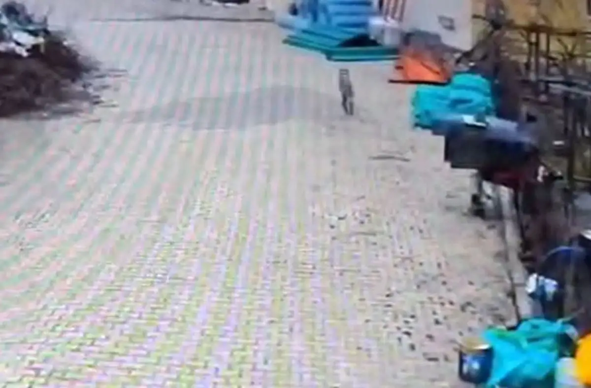 Feke’de Aç Kalan Kurt Mahalle Sokaklarını Gezinirken Kamera Kaydetti