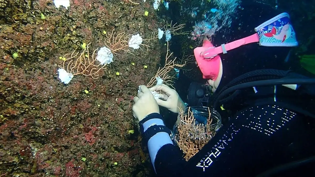 Marmara Denizi’nde Mercan Yeniden Doğuyor: Yeni Restorasyon Projesi Açıklandı