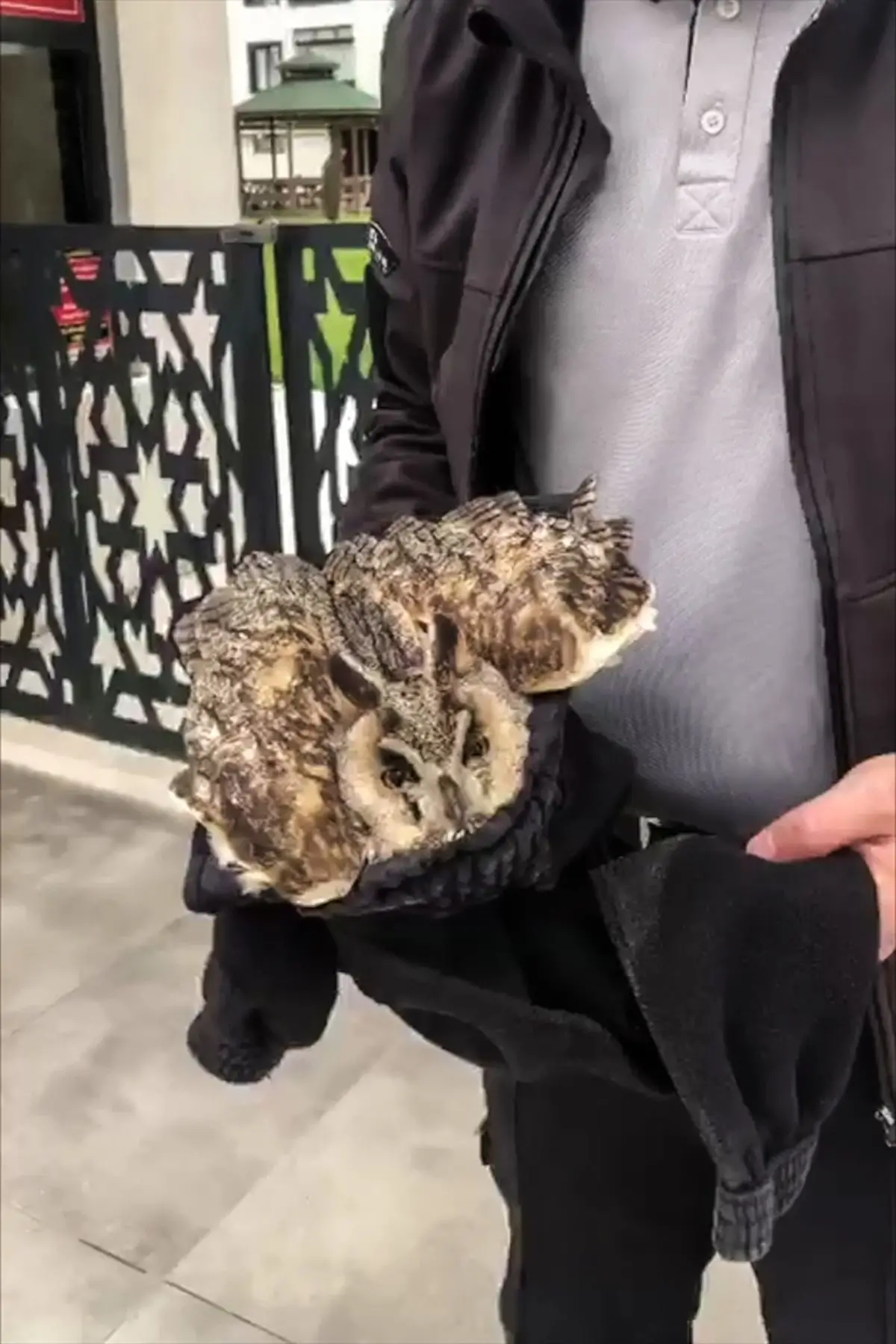 Elazığ’da Kırık Kanatlı Baykuş Koruma Ekibine Teslim Edildi