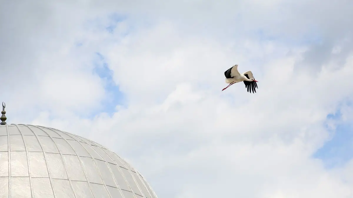 Antalya’da Camii Kubbesindeki Leylek Yuvası Tartışma Yarattı