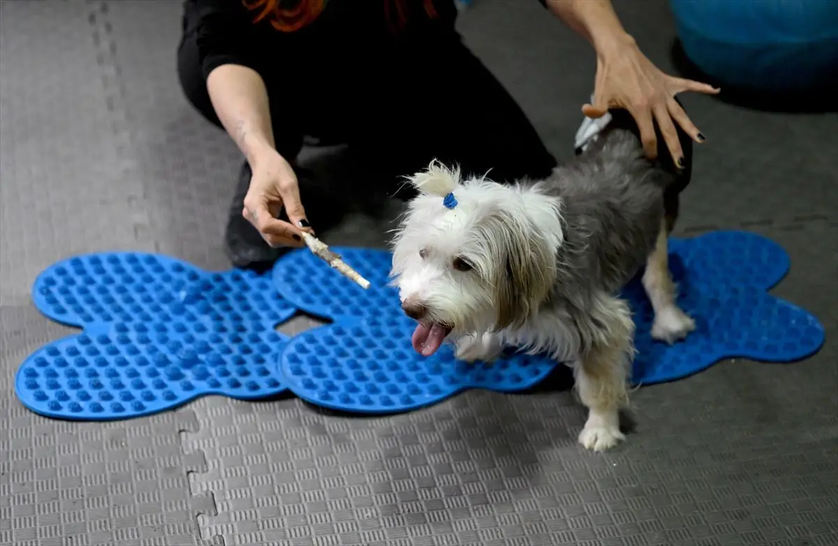 Ankara’da Engelli Köpek Yumoş’un Rehabilitasyonu Başarıyla Sürüyor