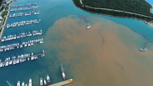 Kahverengi suyun kıyıya vuruşu