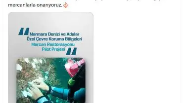 Mercan nakli işlemi sırasında dalgıçlar