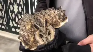 Tedavi altındaki baykuş