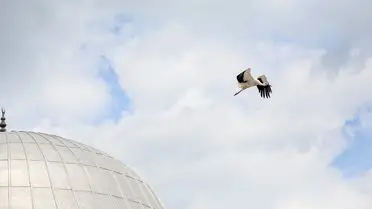 Camii kubbesindeki leylek yuvası detay fotoğrafı
