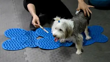Ankara’da Engelli Köpek Yumoş’un Rehabilitasyonu Başarıyla Sürüyor