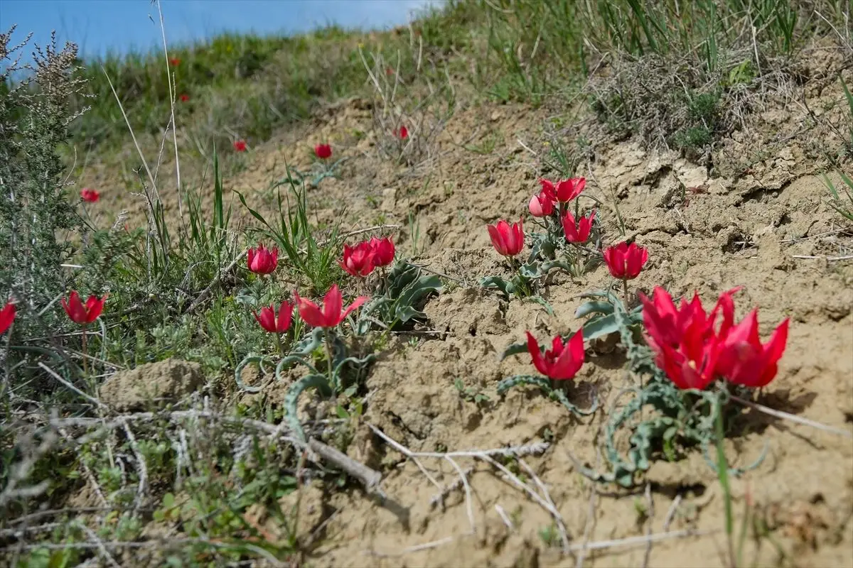 Mersin Mut'ta Bahar Çiçekleri: Dağ Laleleri Arıların Yeni Besin Kaynağı