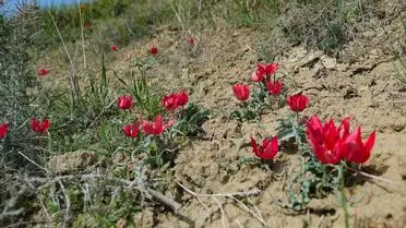 Dağ lalelerinin yakın çekim fotoğrafı