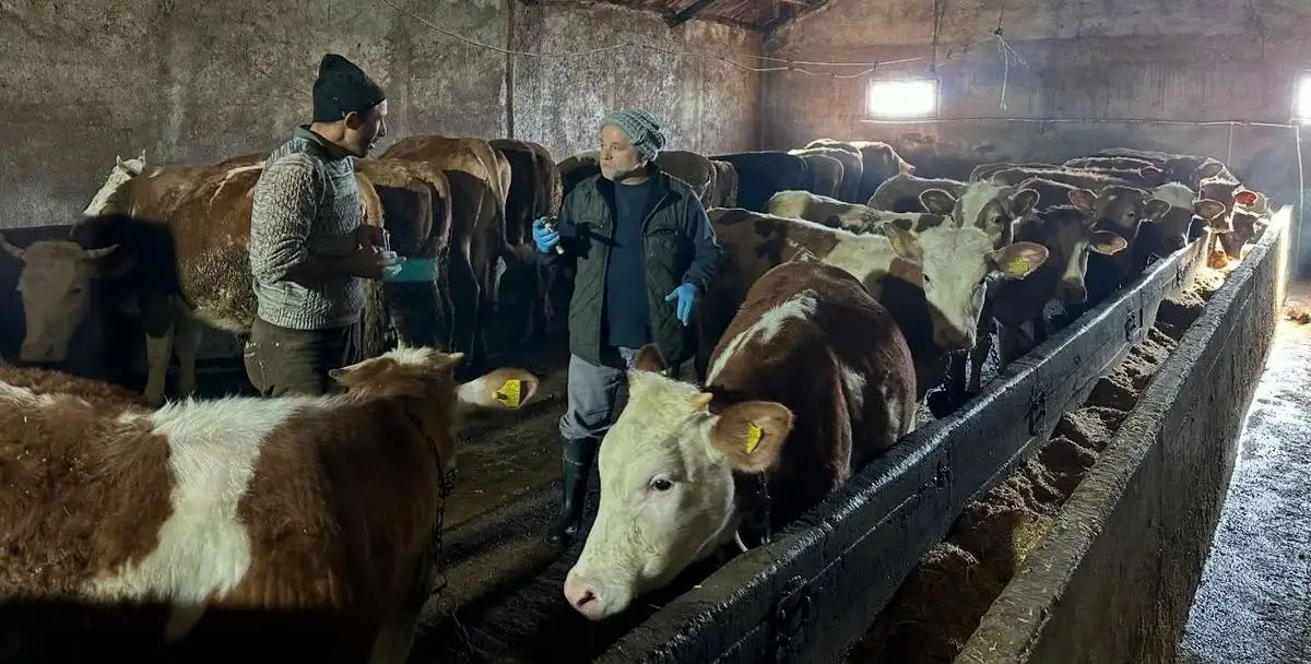 Aydıntepe’de 23 Köy ve 4 Mahalleyi Kapsayan Şap Aşısı Kampanyası Tamamlandı