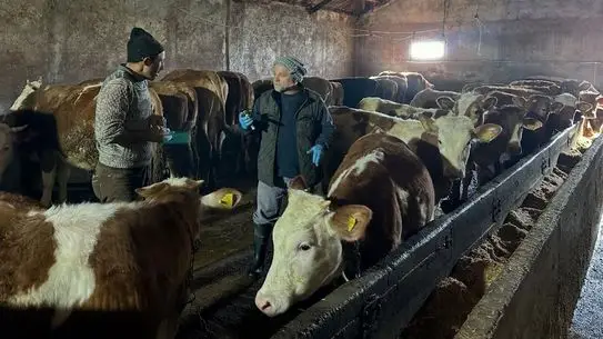 Şap aşısı yapılan büyükbaş hayvanlar