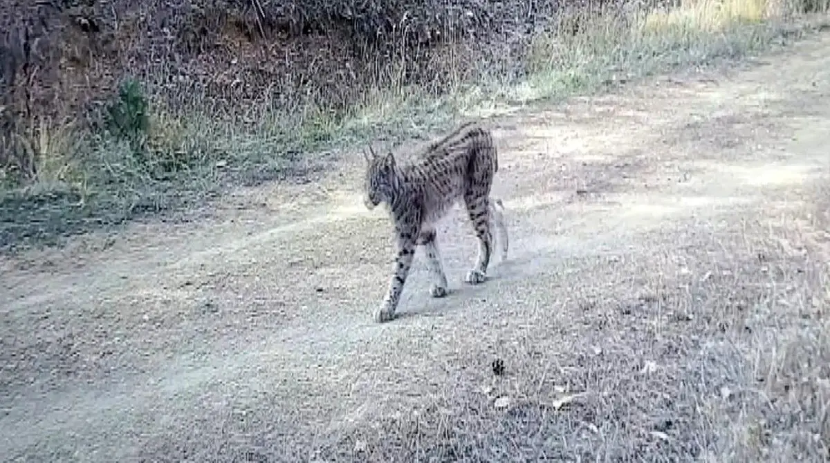 Çankırı Ormanlarında Nesli Tükenmek Üzere Olan Vaşaklar Fotokapanla Belgelendi