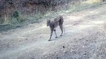 Fotokapanda yakalanan vaşak