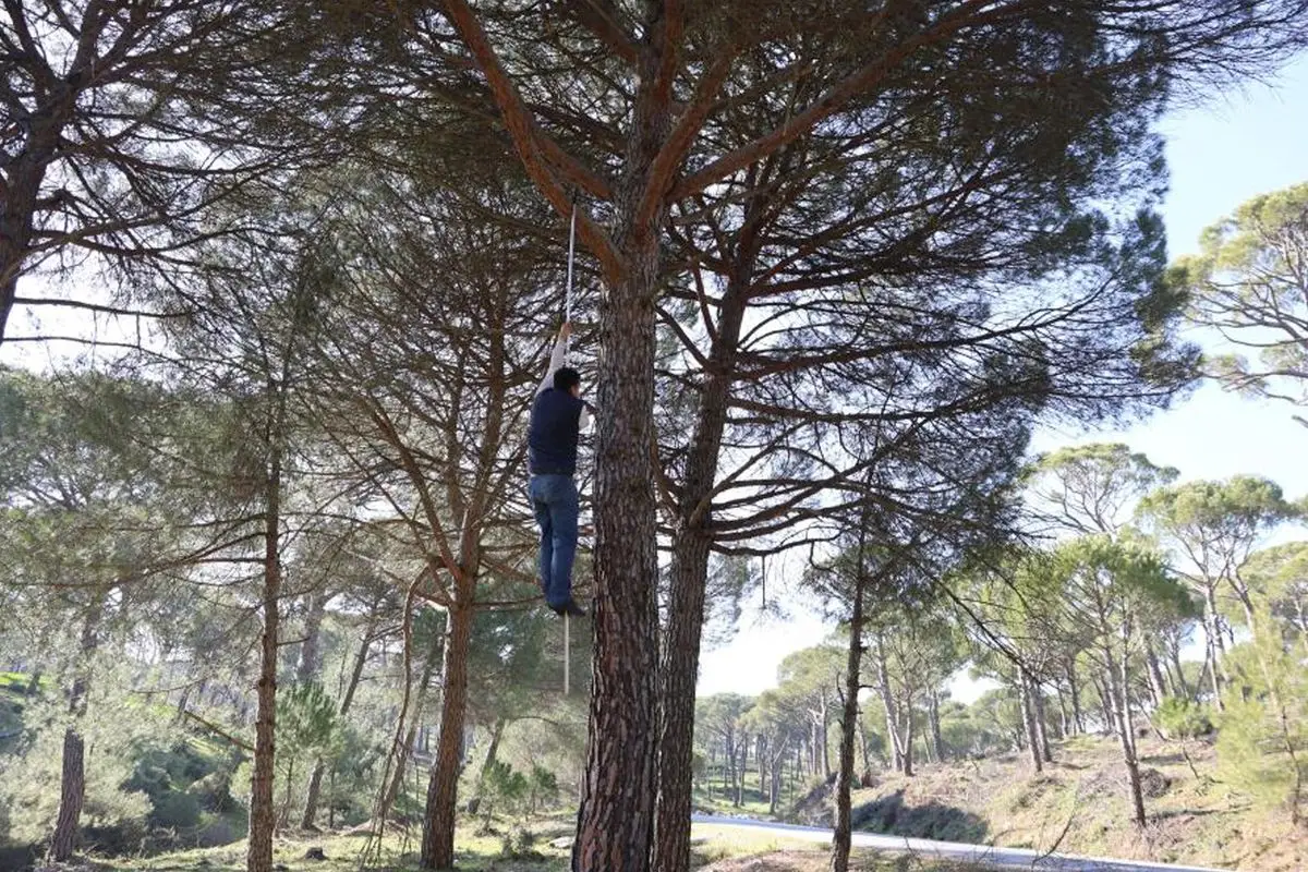 Aydın’da Çam Fıstığı Hasadı: Çalışanlar Yüksek Ağaçlarda Hayati Mücadele Veriyor