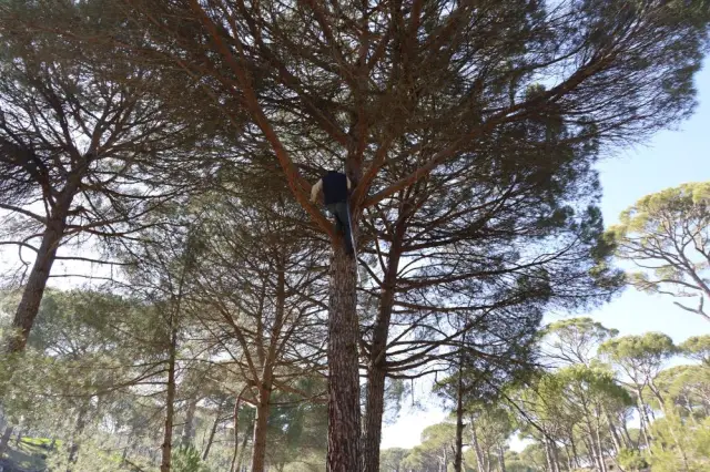 Çam fıstığı kozalakları