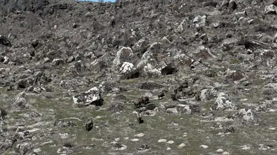 Yaban domuzları çiftçilerin ekili tarlalarında