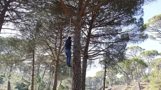 Aydın’da Çam Fıstığı Hasadı: Çalışanlar Yüksek Ağaçlarda Hayati Mücadele Veriyor