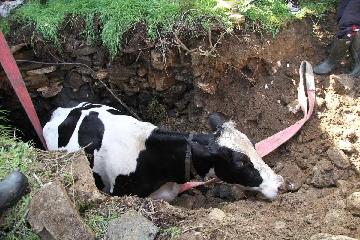 Manisa’da 7 Aylık Gebe İnek Kuyu Kazasından Kurtarıldı