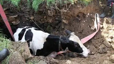 Kurtarma sonrası inek