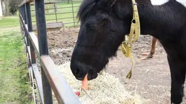 Balat’ın 2. Yaş Gününde Geleneksel Kutlama ve Sağlık Bilgileri