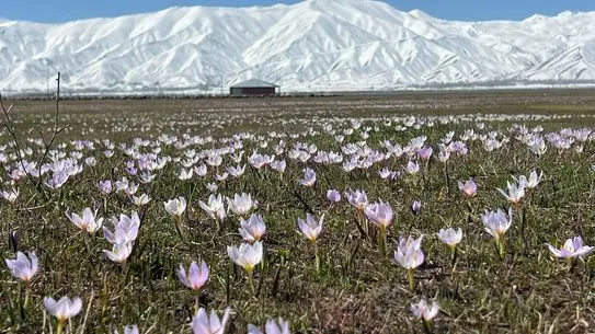 Kardelen çiçekleriyle bezenmiş Cilo Dağları manzarası