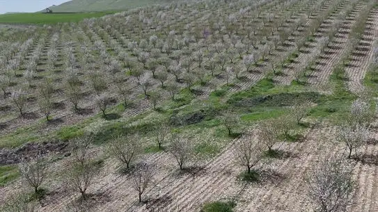 Adıyaman’da Badem Ağaçları Baharı Karşılayarak Çiçek Açtı