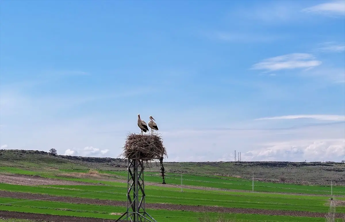 Dicle Vadisi'nde Leylekler Artan Yağışlarla Besin Buldu
