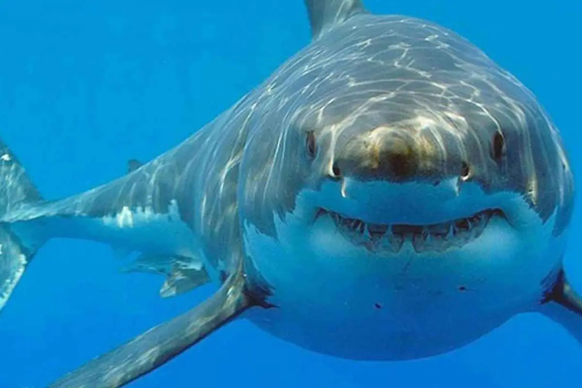 Bahamalar’da Şok Araştırma: Köpek Balıklarında Kokain ve Kafein Tespit Edildi