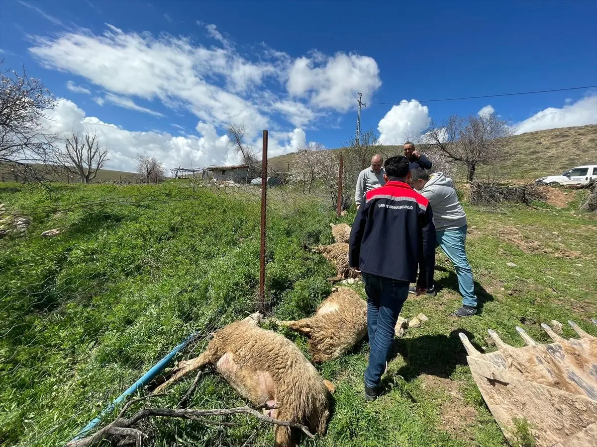 Kırşehir Mucur’da Elektrik Çarpmasıyla 4 Küçükbaş Hayvan Hayatı Bitti