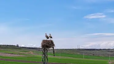 Leyleklerin Dicle Vadisi'nde beslenmesi