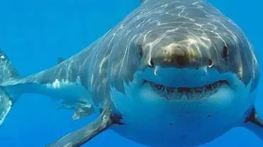 Köpek balığı örnekleri laboratuvarda