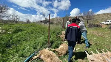 Elektrik hattına temas eden küçükbaş hayvanlar