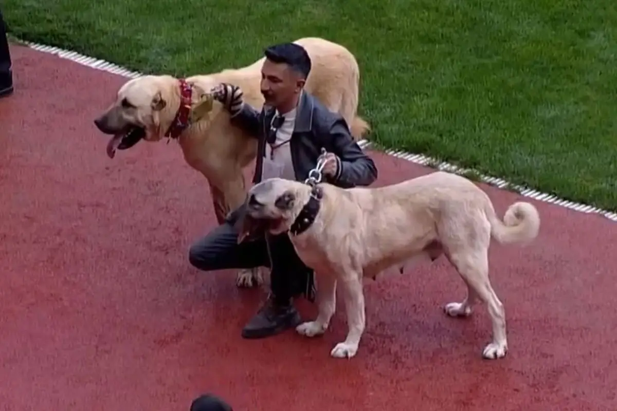 Sivasspor-Esenler Maçında Sahaya Kangallar Çıktı: Taraftarlar Şaşkın