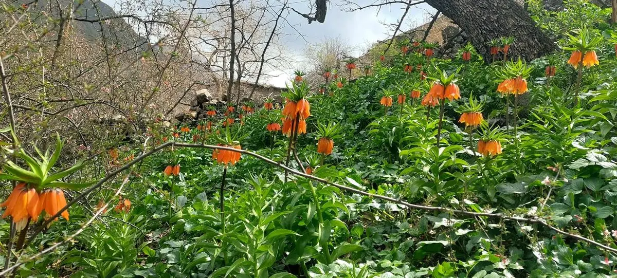 Pervari'de açan ters laleler