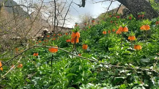 Pervari'de Ters Laleler Baharı Karşıladı: 700 Bin TL Cezalarla Koruma Altında