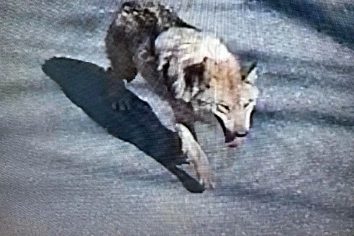 Daejeon’da kaçan kurtun şehirde yarattığı panik