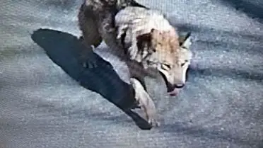 Daejeon’da Kaçan Kurt Şehri Tedirgin Ettirdi: Tünelden Çıktı, Alarm Verildi