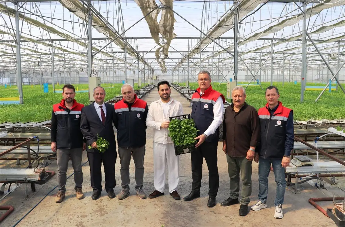 Samsun’da hidroponik maydanoz hasadı