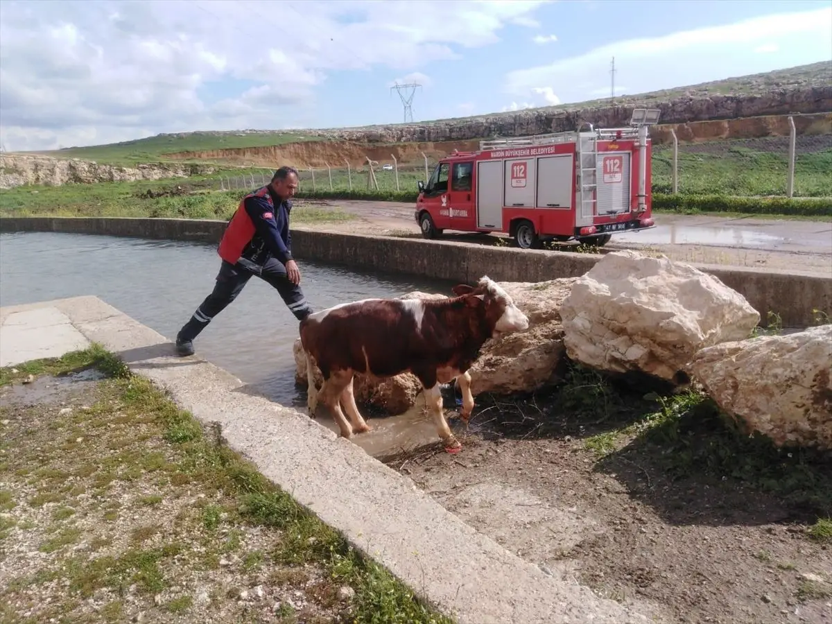 Nusaybin'de Su Kanalına Düşen İnek İtfaiye Ekipleri Tarafından Kurtarıldı