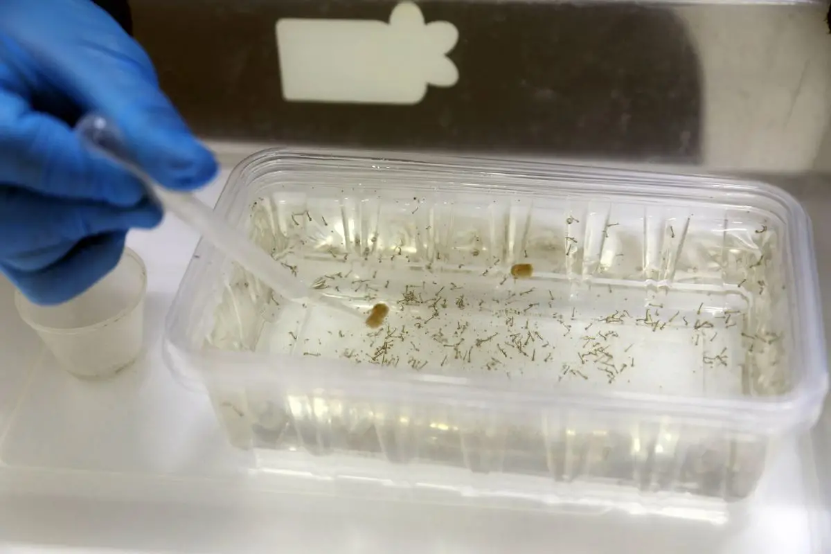 Antalya’da Yağış Sonrası Sivrisinek Üreme Alanları Artıyor