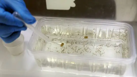 Sivrisinek yumurtlama alanları