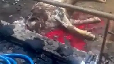 Kayseri İncesu’da Ahır Yangını: 12 Büyükbaş Hayvan Hayata Veda Etti