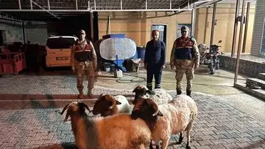Jandarma, Hisar Köyündeki Kayıp Küçükbaş Hayvanları Buldu