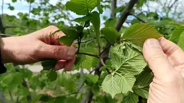 Giresun’da 2026 Fındık Hasadı Beklentileri Yükseliyor: Kahverengi Kokarca Tehlikesi Sürüyor
