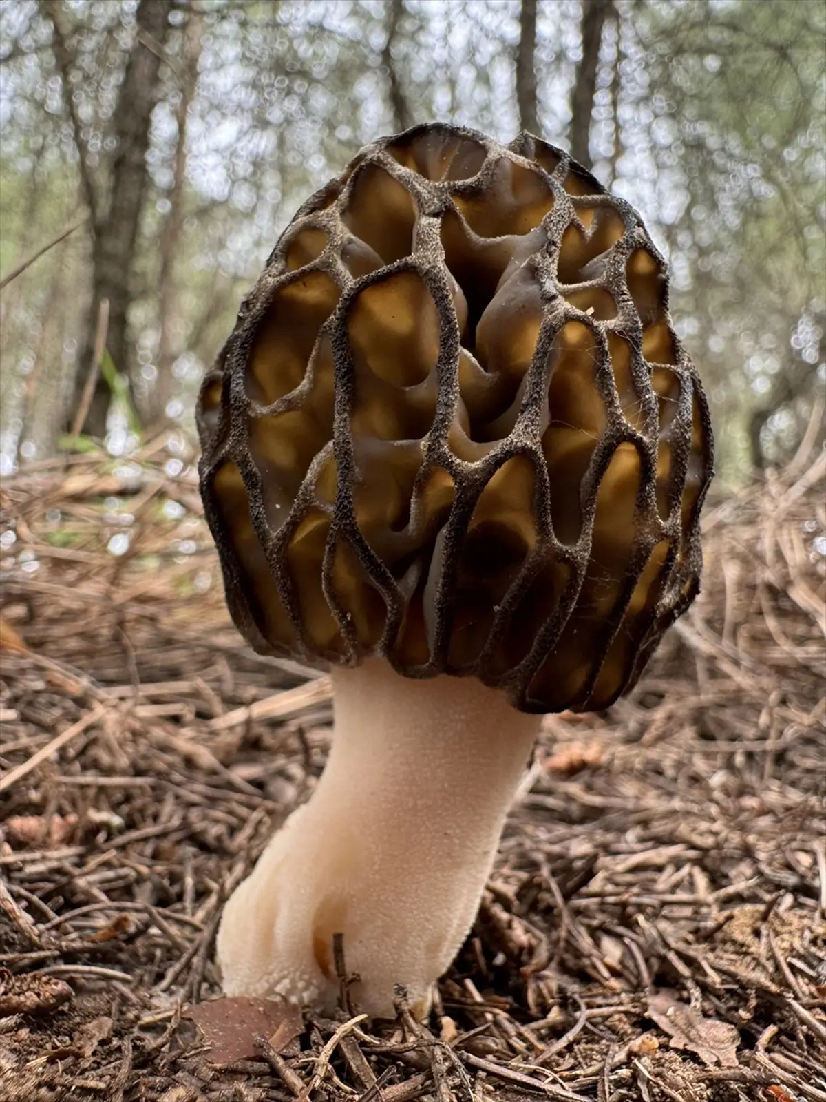Fethiye Kuziogöbeği mantarının coğrafi işaret başvurusu