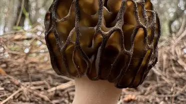 Fethiye Kuziogöbeği Mantarı Coğrafi İşaret Başvurusu Onay Bekliyor