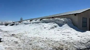 Karlı Yüksekova’da Besiciler Zorlu Kışla Mücadele Ediyor