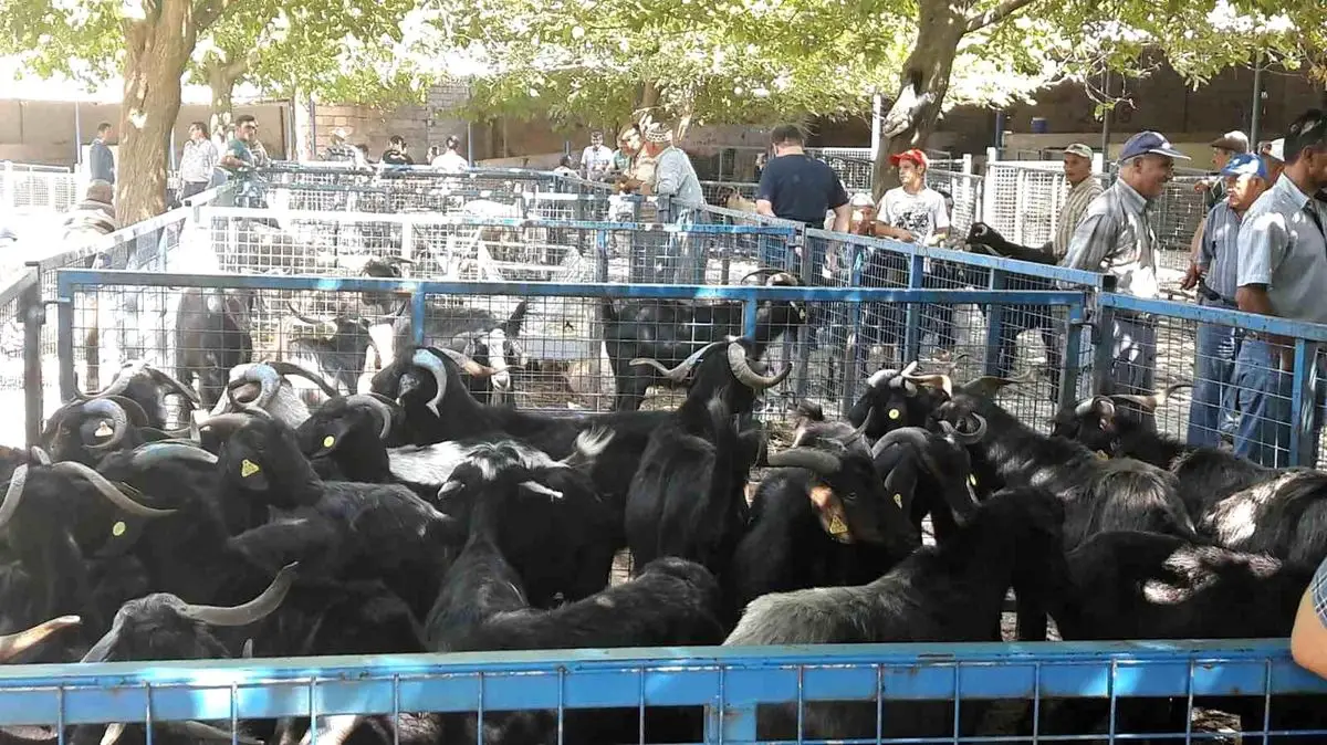 Muğla Bayır Hayvan Pazarı kapı öncesi