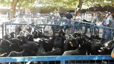 Muğla’da Şap Hastalığına Karşı Başarılı Mücadele: Bayır Hayvan Pazarı 11 Nisan’da Yeniden Açılıyor